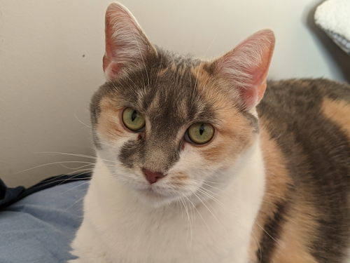 Dyna