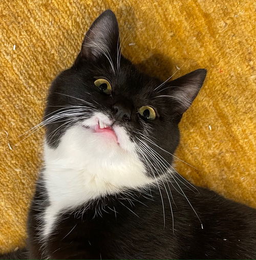 Snaggs