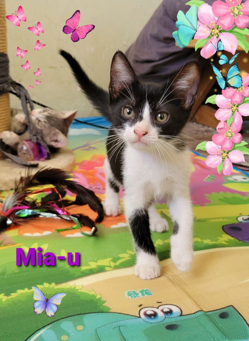 Mia-u