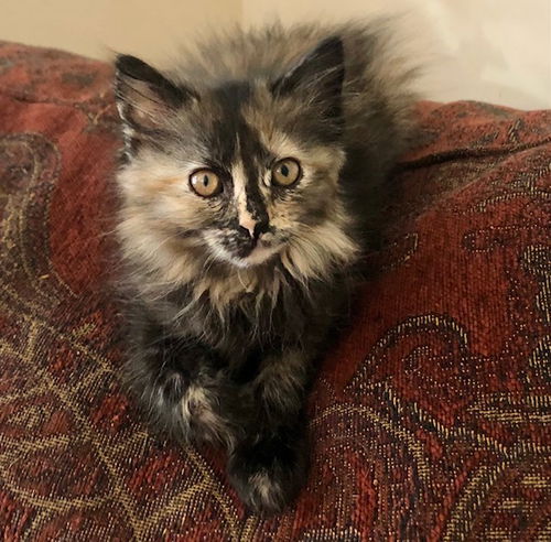 Sienna