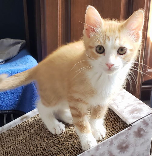 Mittens