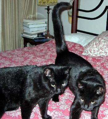 Newt & Nero