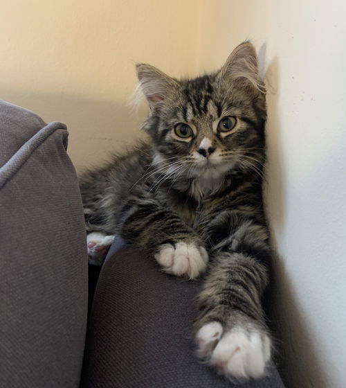 Pippa