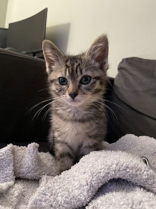 Loki