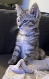Loki