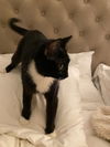 Penelope