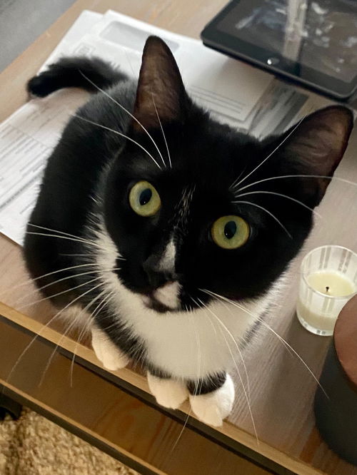 Penelope