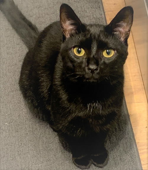 Lucky - FIV+