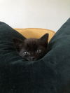 Black Bean