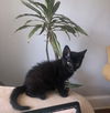 Black Bean