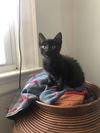 Black Bean