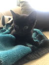 Black Bean
