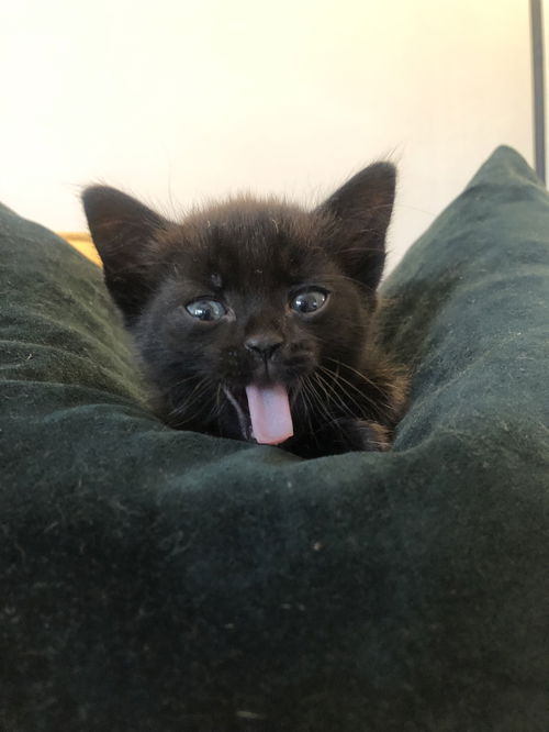 Black Bean