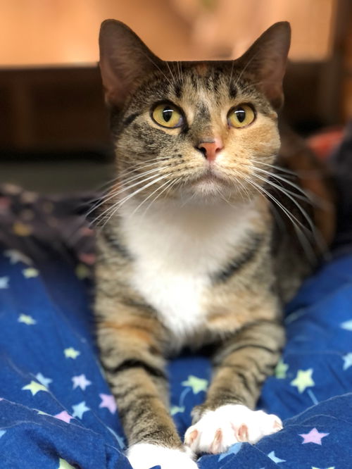 Shyla