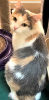 Primrose