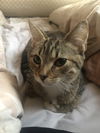 Mittens