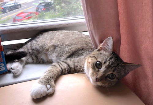 Mittens