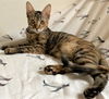 Hermie