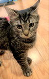 Guinevere