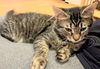 Guinevere
