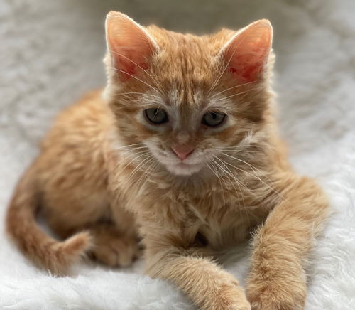 Hobbes