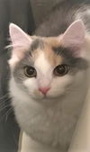 Cerise - FIV+