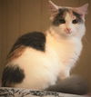 Cerise - FIV+