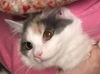 Cerise - FIV+