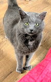 Luke - FIV+