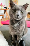 Luke - FIV+