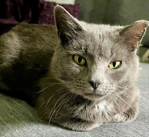 Luke - FIV+