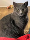Luke - FIV+