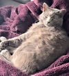Luke - FIV+