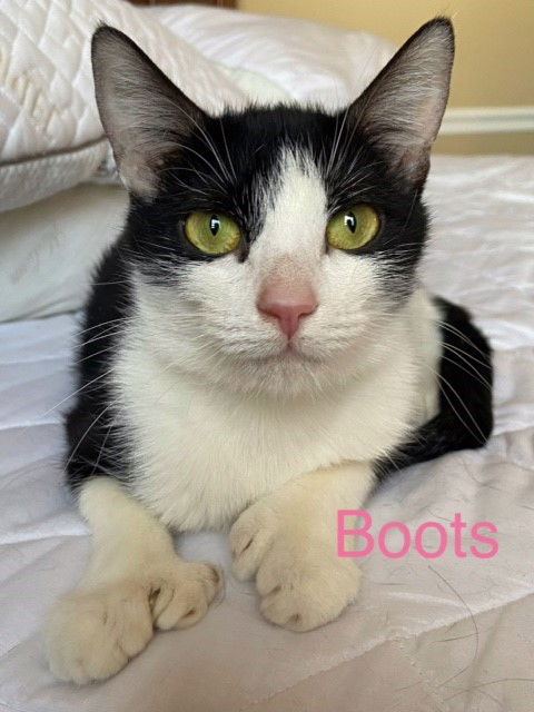 Boots - POLYDACTYL