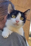Boots - POLYDACTYL