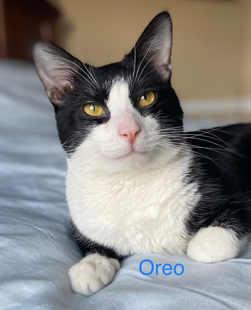 Oreo - POLYDACTYL