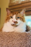 Mo