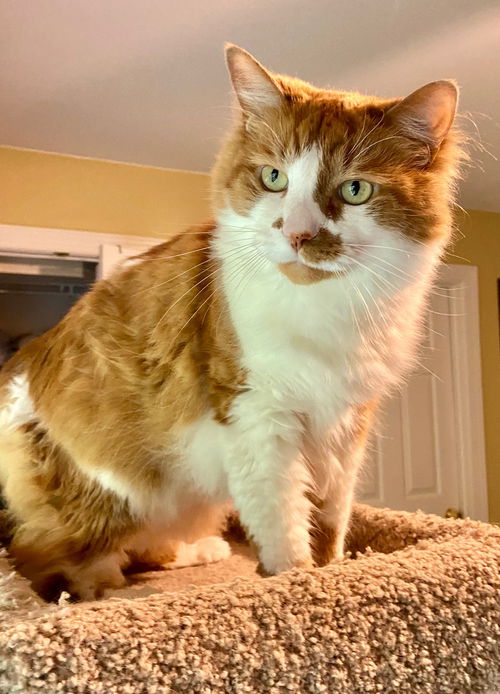 Mo