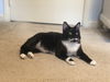 Blackie