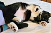 Blackie