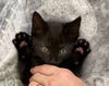 Pepper