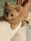 Prince