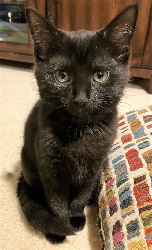 Lulu