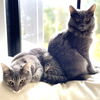 Chrome - FIV+