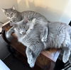 Chrome - FIV+