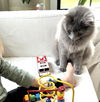 Chrome - FIV+