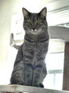 Chrome - FIV+