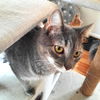 Chrome - FIV+