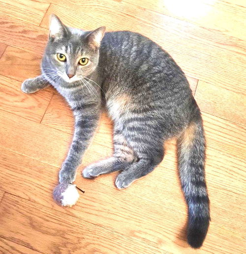 Chrome - FIV+