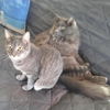 Chrome - FIV+
